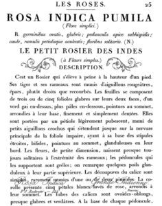 La petit rosier dekor transzfer - nagy