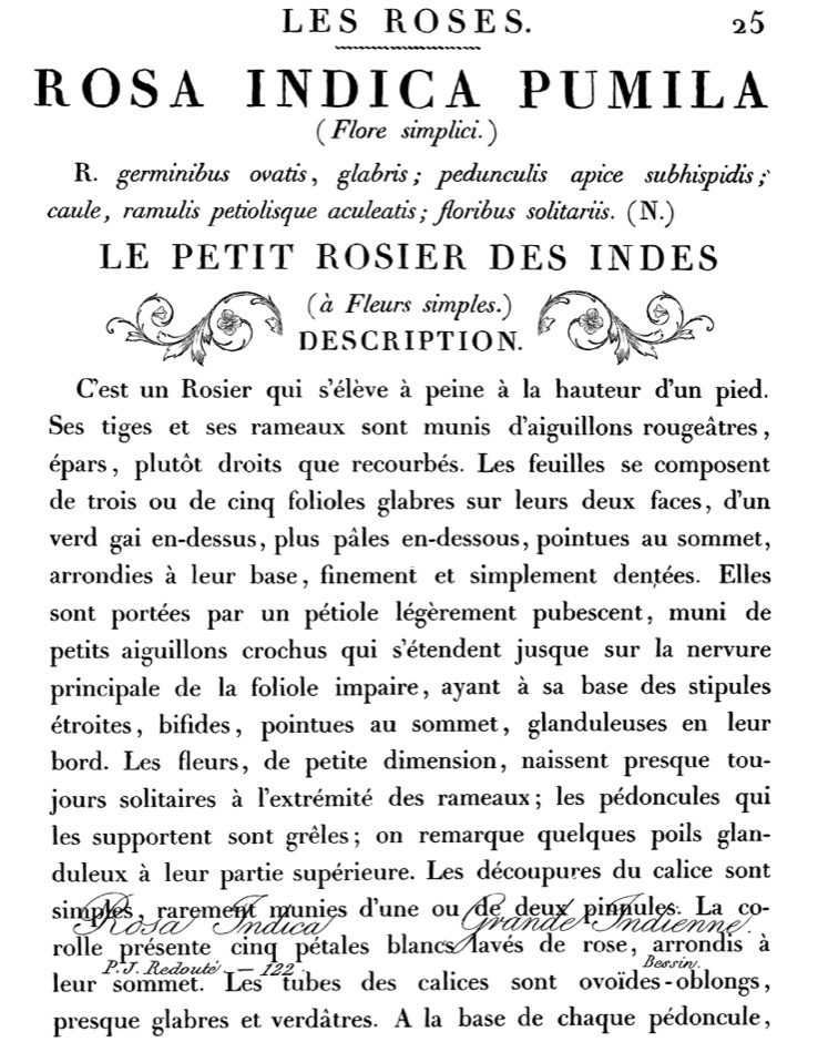 La petit rosier dekor transzfer - nagy