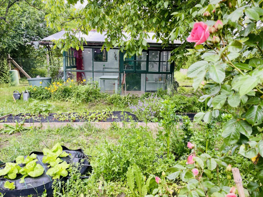 kerti uveghaz megmentese kismaros hazfeluitas csupor agnes 27