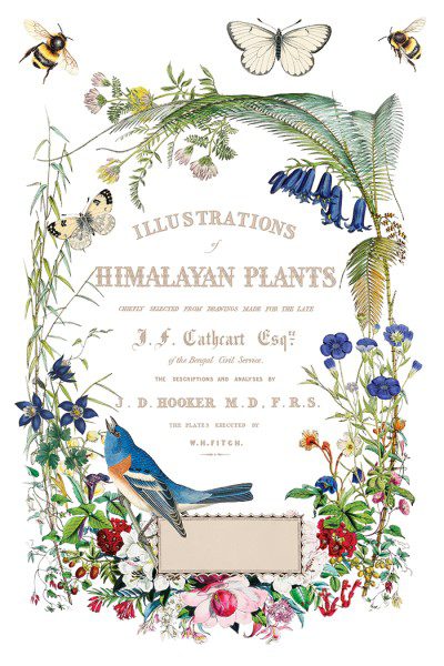 Flora Greca IOD Transzfer oldal 4 Flora Greca IOD Transzfer oldal 4