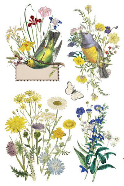 Flora Greca IOD Transzfer oldal 7 Flora Greca IOD Transzfer oldal 7