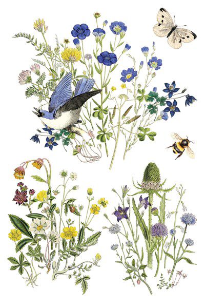 Flora Greca IOD Transzfer oldal 8 Flora Greca IOD Transzfer oldal 8